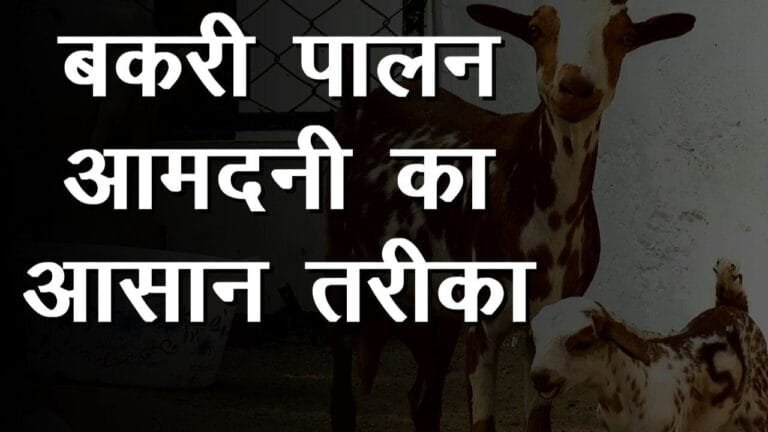 छगली के पालन से पहले जान ले ये बाते नहीं तो कर लोगे बड़ी गलती बन गयी बात तो लग जाएगी लॉटरी
