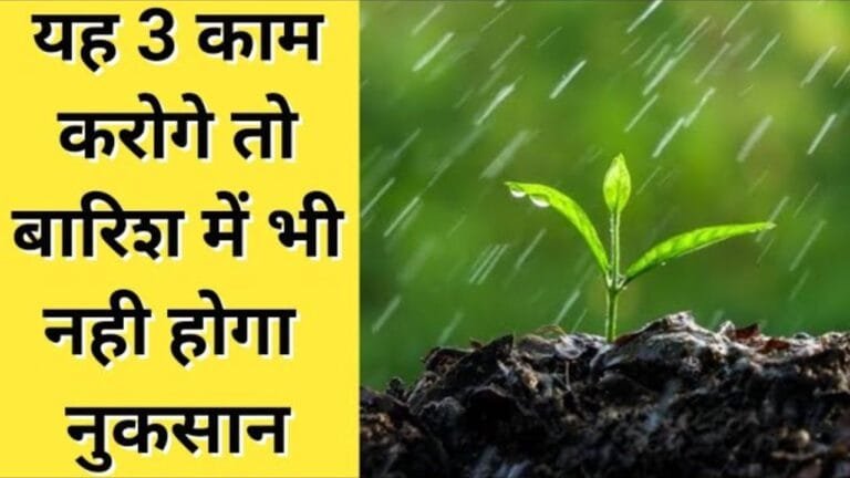 बारिश के मौसम में मिट्टी नहीं पकड़ेगी पानी बस आजमा ले ये ट्रिक लहलहाने लगेगी फसल