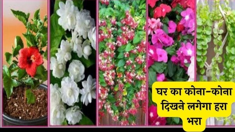 घर का कोना-कोना दिखने लगेगा हरा भरा लगा दे बिना मेहनत और कम पानी वाले ये सुन्दर पौधे जाने नाम