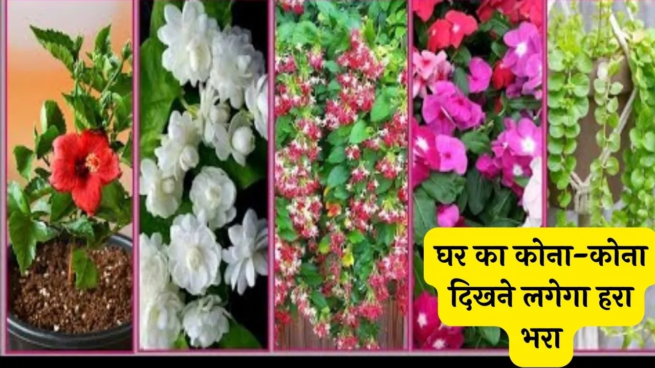 घर का कोना-कोना दिखने लगेगा हरा भरा लगा दे बिना मेहनत और कम पानी वाले ये सुन्दर पौधे जाने नाम
