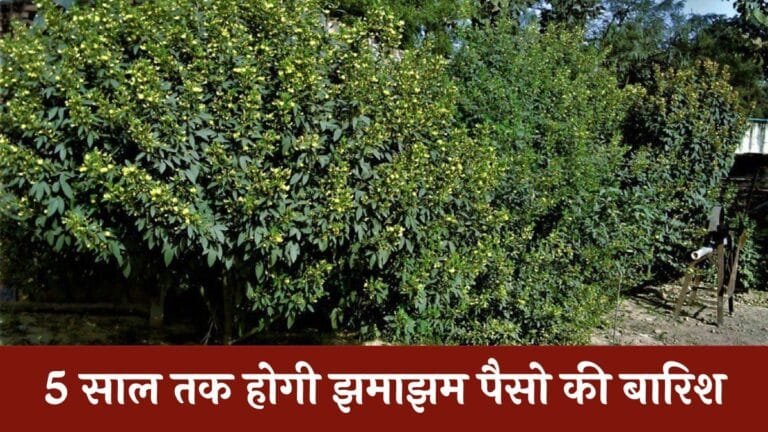 1 बार लगाए ये तगड़ी फसल 5 साल तक होगी झमाझम पैसो की बारिश देखे पूरी डिटेल