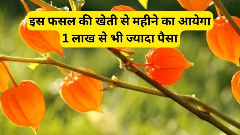 इस फसल की खेती से लाखो रुपये कमाये महीने, किसानो की किस्मत में लग जायेगे चार चाँद जाने इस जड़ी बूटी का नाम