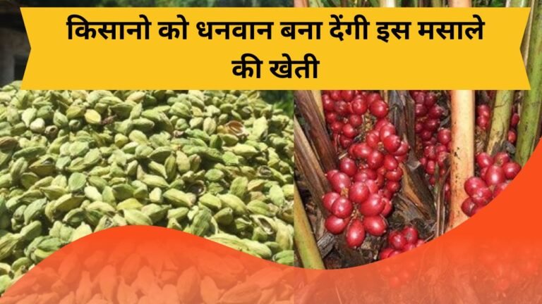 किसानो भाइयो किस्मत में चार चाँद लगा देगी इस मसाले की खेती, कम खर्चे में होगा लाखो रुपये का मुनाफा देखे जानकारी