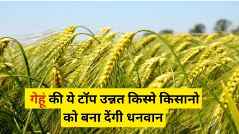 किसानो को लखपति बना देगी गेहूं की ये चार किस्मे, 100 क्विंटल से अधिक की होगी पैदावार, देखे पूरी जानकारी