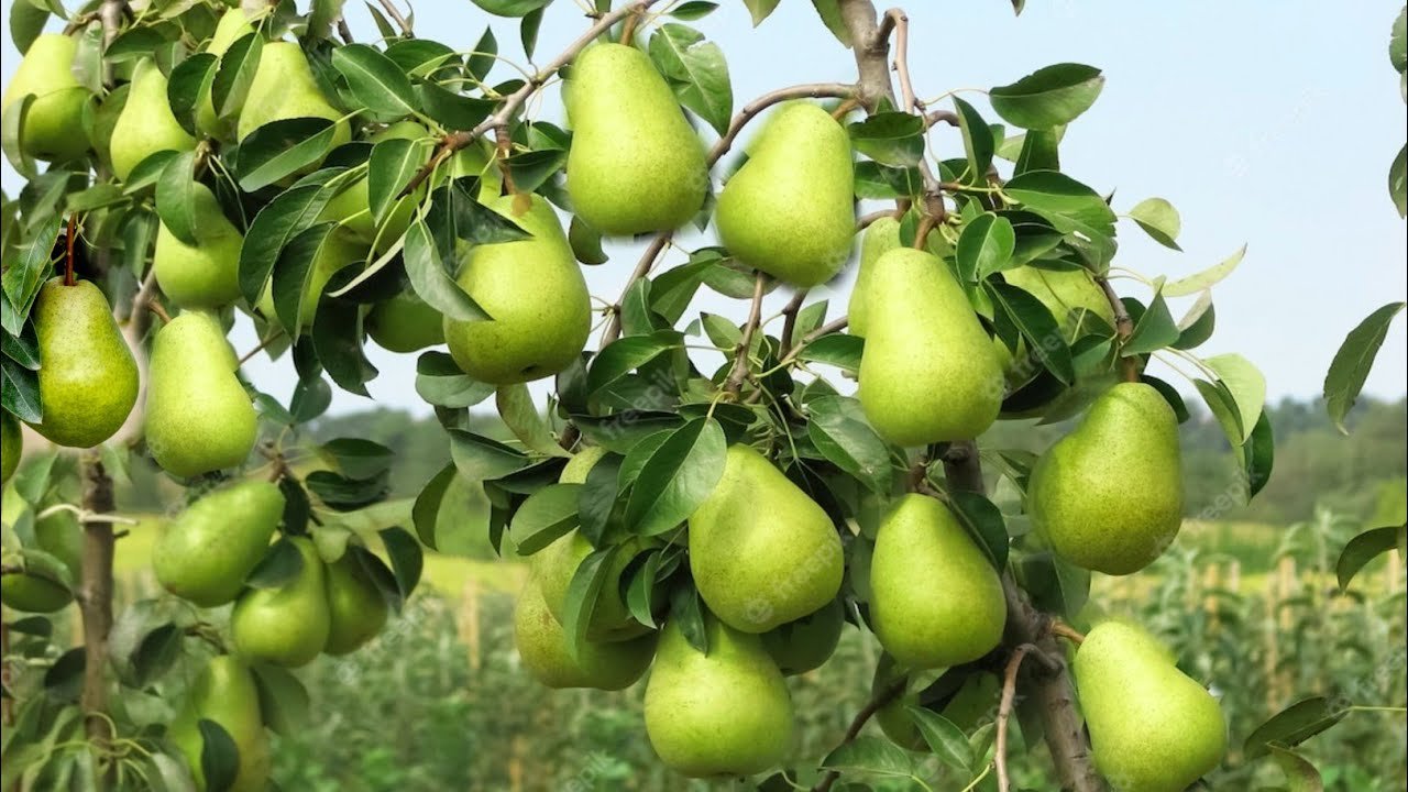 बारिश की अमृत बूंदों के साथ पलने वाला ये जादुई फल है विटामिन का बैंक इम्युनिटी सिस्टम बनाता लोहा जाने इसके फायदे