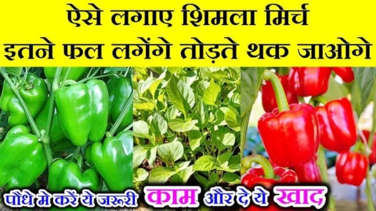 घर की छत या बालकनी में उगाएं शिमला मिर्च इस ट्रिक से ऐसा होगा ताबड़तोड़ उत्पादन की लोग खरीदने घर पहुंचेगे