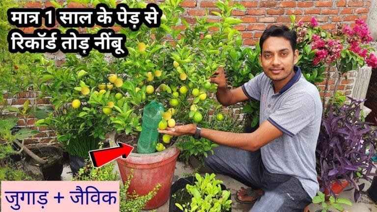 2 रूपये की ट्रिक में घर के गमले में लगने लगेंगे नींबू के झुक्के देख पडोसी भी बोलेगे बेच रहे हो क्या