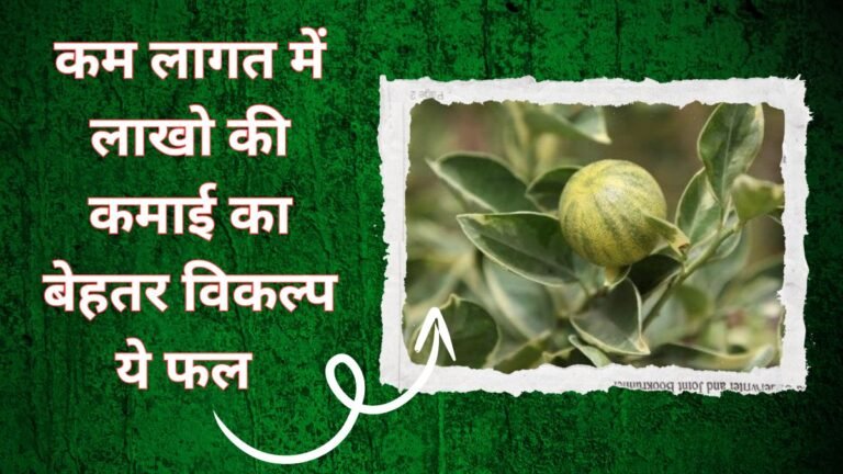 कम लागत में लाखो की कमाई का बेहतर विकल्प ये फल, खेती कर किसान बन गए धन्ना सेठ जाने नाम