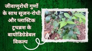 कैविटी को रोकने और मसूड़ों को मजबूत बनाना है तो प्लास्टिक का ब्रश छोडो और अपनाओ ये प्राकृतिक टूथब्रश