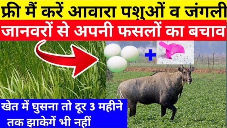 उसी के गोबर से परहेज करता है ये जानवर, अगर छिड़क दिया घोल तो कभी खेत के आसपस भी नहीं फटकेंगे जंगली जानवर