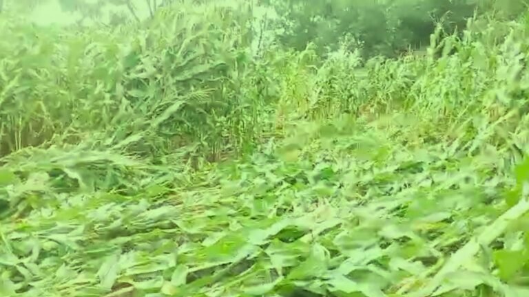 Chhapara: फसल की बिजाई का खर्च भी निकलना लग रहा मुश्किल,बारिश और अंधड़ से मक्का की फसल को खासा नुकसान