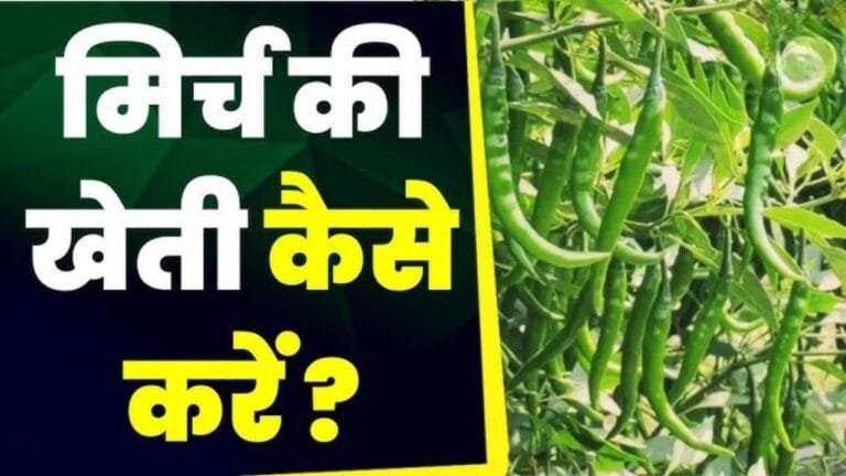 इस तरह से करे हरी मिर्च की खेती,कम लागत में मिलेगा बैग भर मुनाफ़ा