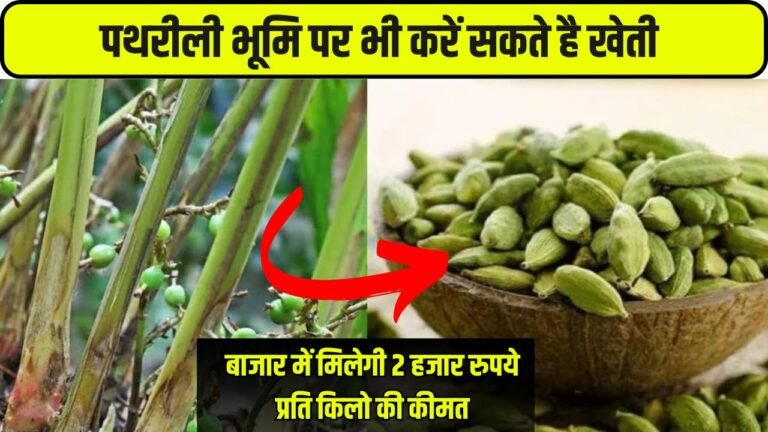 पथरीली भूमि पर भी करें सकते है खेती, बाजार में मिलेगी 2 हजार रुपये प्रति किलो की कीमत