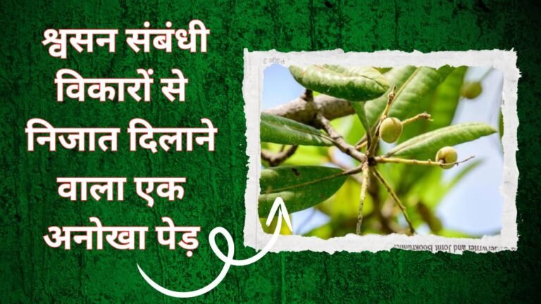 चेहरे की खूबसूरती और चमकती स्किन का अनोखा राज ये पौधा खरीदने के लिए मचती है भगदड़, कमाई भी बम जाने नाम