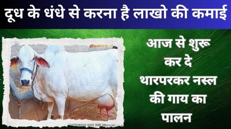 दूध के धंधे से करना है लाखो की कमाई तो आज से शुरू कर दे थारपरकर नस्ल की गाय का पालन