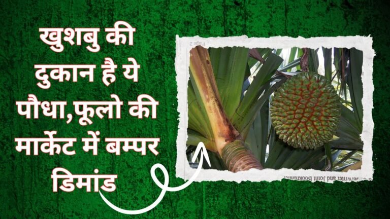 खुशबु की दुकान है ये पौधा,फूलो की मार्केट में बम्पर डिमांड खेती कर लो बन जाओगे अम्बानी
