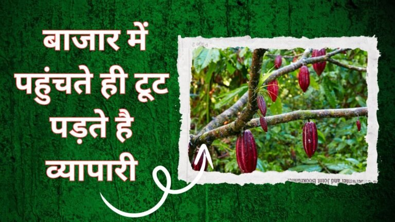 बच्चो की मनपसंद इस चीज की खेती बना देगी करोड़पती, बाजार में पहुंचते ही टूट पड़ते है व्यापारी