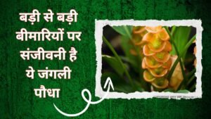 बड़ी से बड़ी बीमारियों पर संजीवनी है ये जंगली पौधा,चुटकियो में उतार देगा बुखार जाने फायदे और उगाने का तरीका