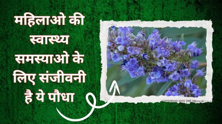 महिलाओ की स्वास्थ्य समस्याओ के लिए संजीवनी है ये पौधा,खेती भी मुनाफे का सौदा जाने नाम