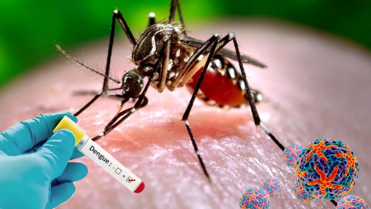 Dengue in MP: डेंगू का बढ़ता प्रकोप बढ़ा रहा चिंता,इन जिलों में अगले 45 दिन तक पिक पर हो सकता है डेंगू