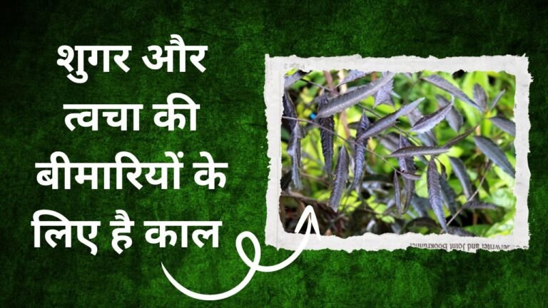 कभी नहीं देखा होगा ऐसा काला पेड़, शुगर और त्वचा की बीमारियों के लिए है काल