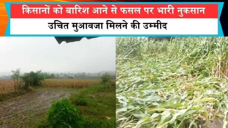 किसानों को बारिश आने से फसल पर भारी नुकसान, उचित मुआवजा मिलने की उम्मीद