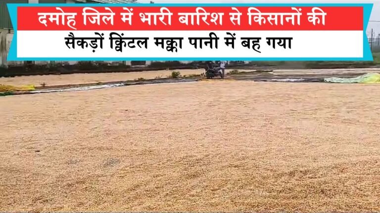 दमोह जिले में भारी बारिश से किसानों की सैकड़ों क्विंटल मक्का पानी में बह गया