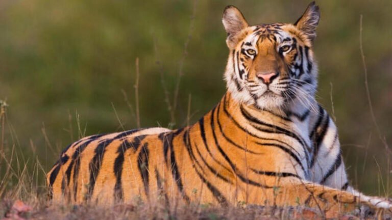 इंदौर के पास जंगलों में फिर दिखा बाघ, दहशत में गांववाले, वन विभाग ने शुरू की तलाश
