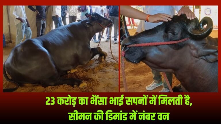 23 करोड़ का भैंसा भाई सपनों में मिलती है, सीमन की डिमांड में नंबर वन