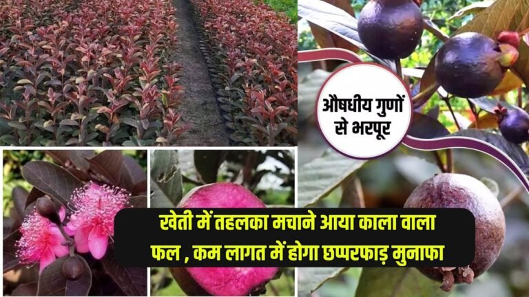 खेती में तहलका मचाने आया काला वाला फल, कम लागत में होगा छप्परफाड़ मुनाफा, जानिए कैसे