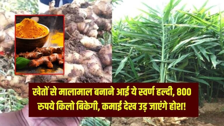 खेतों से मालामाल बनाने आई ये स्वर्ण हल्दी, 800 रुपये किलो बिकेगी, कमाई देख उड़ जाएंगे होश