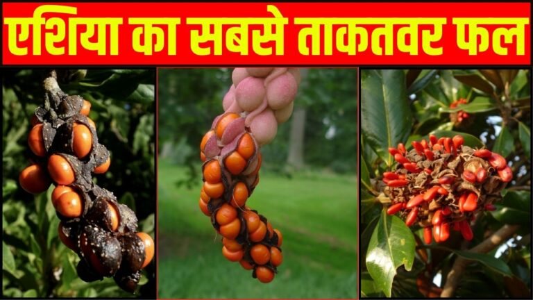 एशिया का सबसे ताकतवर फल, मिलता है 1461 दिन में एक बार, बीमारी दूर करे ये अनमोल खजाना