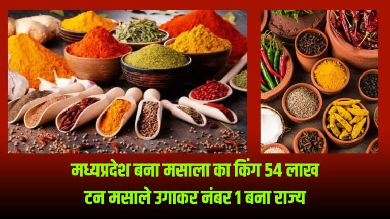 Masala King Mp: मध्यप्रदेश बना मसाला का किंग 54 लाख टन मसाले उगाकर नंबर 1 बना राज्य
