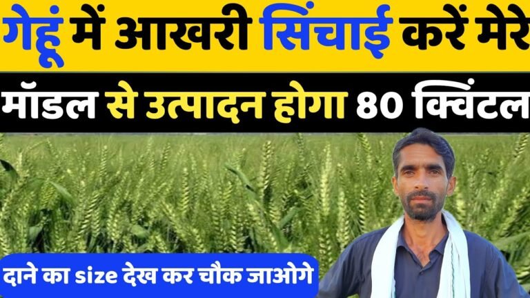 किसानो की होगी मौज, सिर्फ तीन पानी देने पर 75 क्विंटल से भी ज्यादा उत्पादन देती है ये गेहूं की किस्म देखे जानकारी