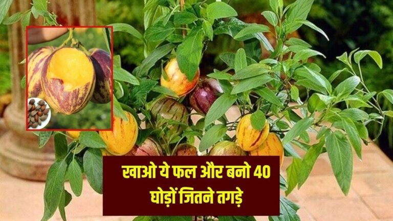 राजाओं की जवानी का असली गुरु, खाओ ये सब्जी और बनो 40 घोड़ों जितने तगड़े