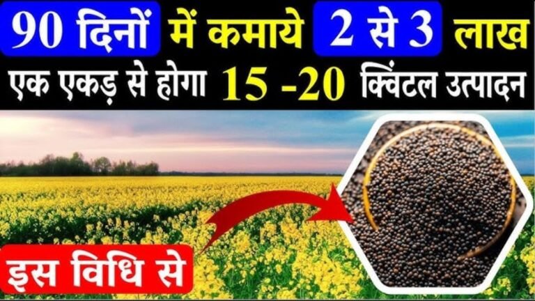 गोभी-लसुन भी इसके सामने फ़ैल, एकड़ भर में 20-22 क्विंटल का ताबड़तोड़ उत्पादन देगी सरसो की टॉप वैरयटी