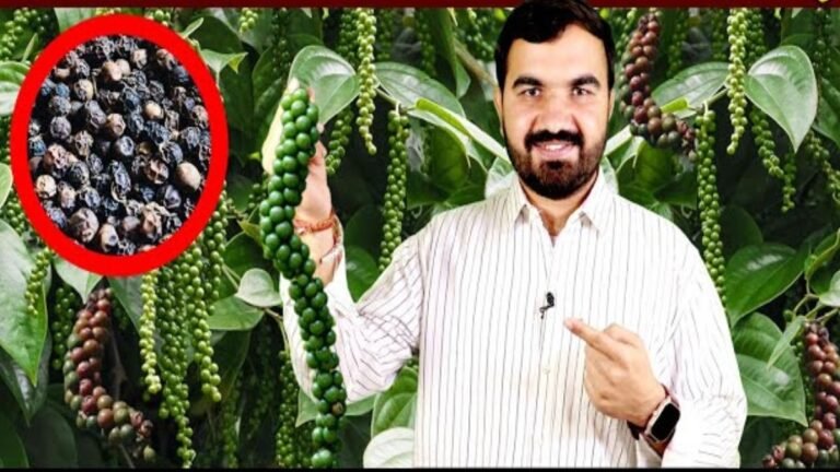 दिखने बदसूरत और खाने में बिलकुल तेज, सोने के माफिक बिकता ये राजशाही मसाला खेती बना देगी अम्बानी