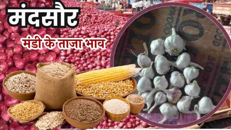 Mandsaur Mandi Bhav: लहसुन ने मारी कुल्हाटी तो प्याज ने जमाया आसन, देखे मंदसौर मंडी के ताजा भाव