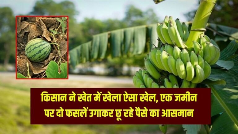 किसान ने खेत में खेला ऐसा खेल, एक जमीन पर दो फसलें उगाकर छू रहे पैसे का आसमान