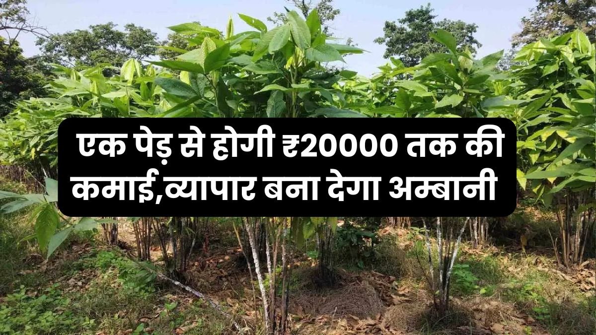 550 रुपये किलो बिकती है मार्केट में यह चीज, एक पेड़ से होगी ₹20000 तक की कमाई,व्यापार बना देगा अम्बानी