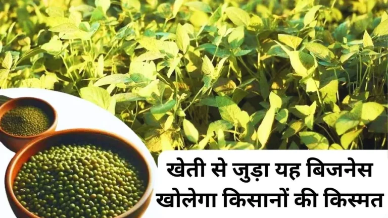 किसानों की किस्मत चमकाने आ गया जबरदस्त खेती वाला बिजनेस, मुनाफा देख कहोगे अब तो खेती ही सेट है