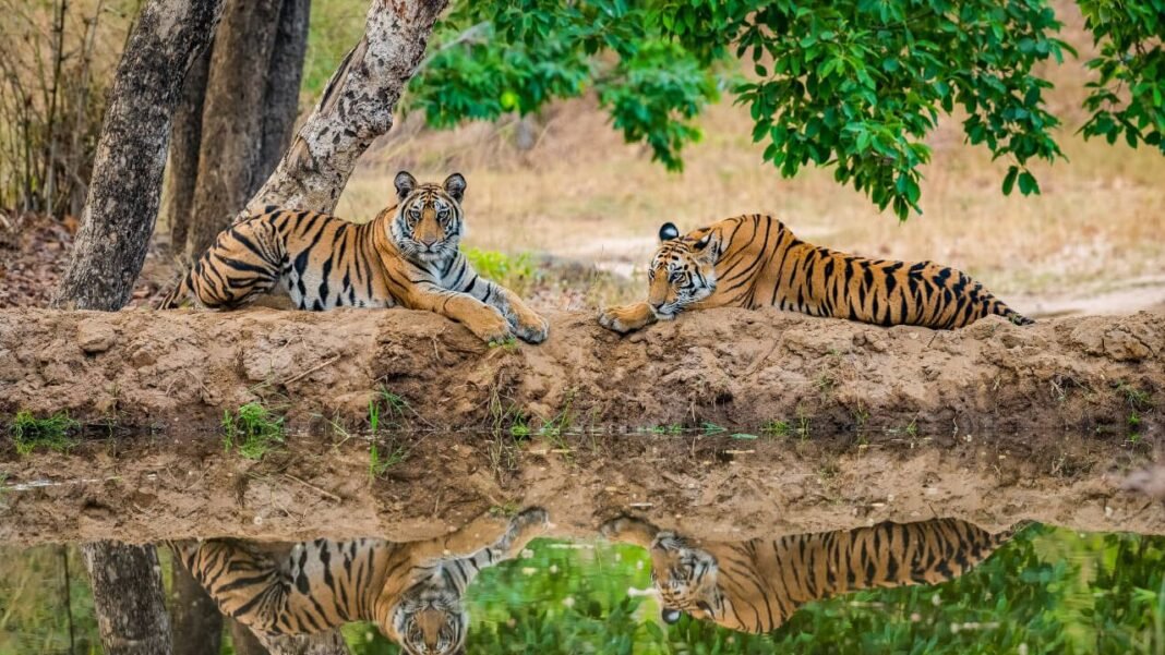Kanha Tiger Reserve : कान्हा ने रचा इतिहास, बना भारत का सबसे बेहतरीन टाइगर रिजर्व