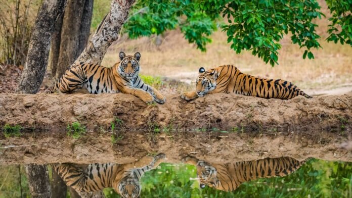 Kanha Tiger Reserve Kanha Tiger Reserve