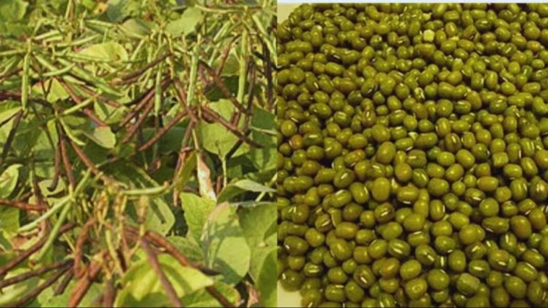 Moong Kharidi : मूंग को लेकर सरकार का फैसला बना विवाद का कारण, मूंग जहरीली फिर भी खुले बाजार में इसकी बिक्री