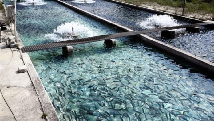 Fish Farming : मछली पालको के लिए बड़ी खबर, चारे खरीद के नियमो में हुआ बड़ा बदलाव जाने किसे मिलेगा फायदा Fish Farming : मछली पालको के लिए बड़ी खबर, चारे खरीद के नियमो में हुआ बड़ा बदलाव जाने किसे मिलेगा फायदा