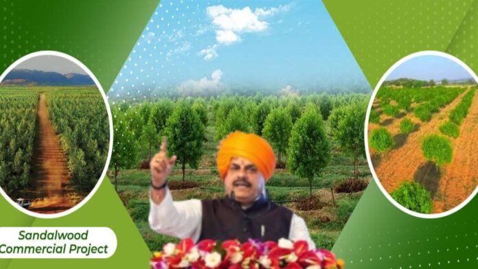 मध्यप्रदेश में चन्दन की खेती से हर साल ₹100 करोड़ कमाएगी मोहन सरकार देखे मेगा प्लान मध्यप्रदेश में चन्दन की खेती से हर साल ₹100 करोड़ कमाएगी मोहन सरकार देखे मेगा प्लान