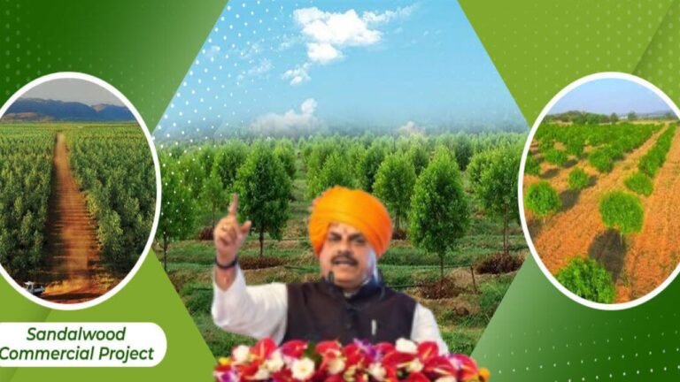 मध्यप्रदेश में चन्दन की खेती से हर साल ₹100 करोड़ कमाएगी मोहन सरकार देखे मेगा प्लान